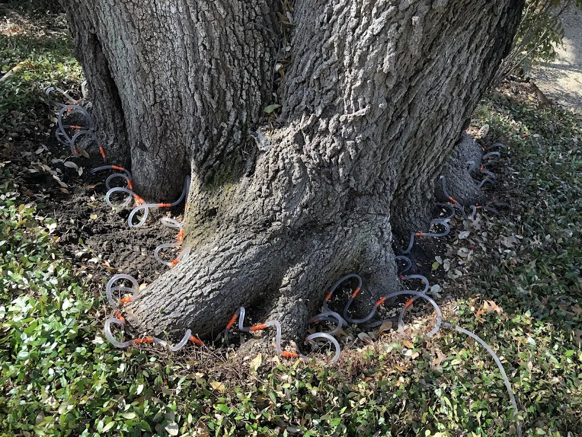 Detailed Tree Cabling and Bracing job site in Ponce De Leon