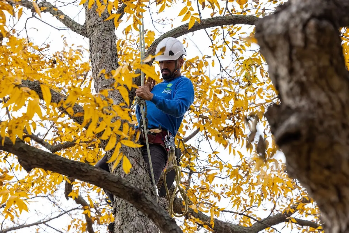 Skilled Tree Pruning crew working in Ponce De Leon